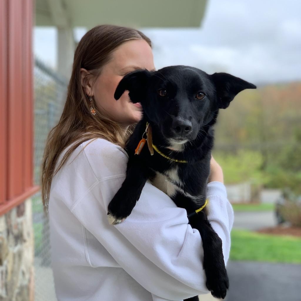 Enlarge Miley, a ADOPTABLE mixed breed in Sparta, NJ image 6/6