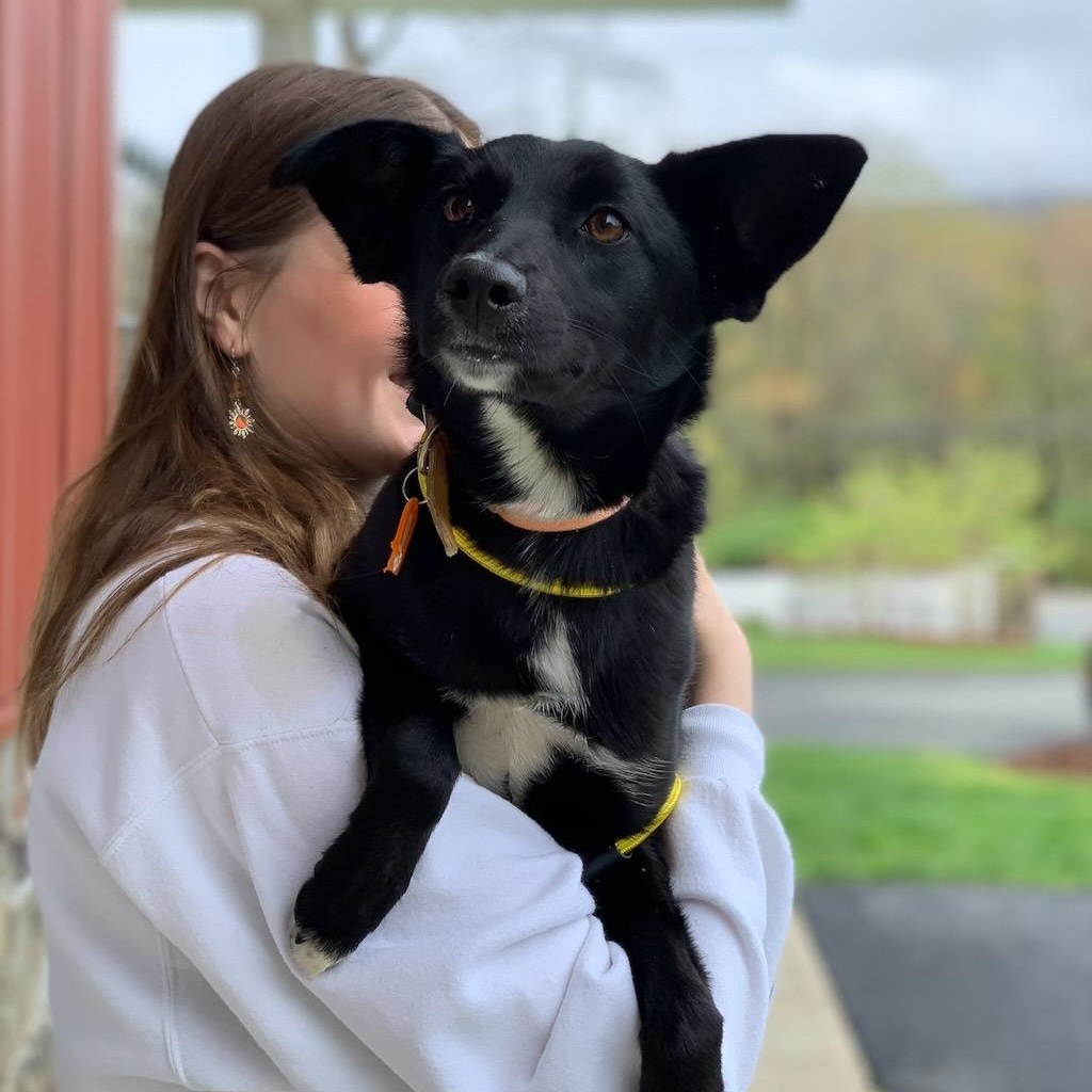 Enlarge Miley, a ADOPTABLE mixed breed in Sparta, NJ image 4/6