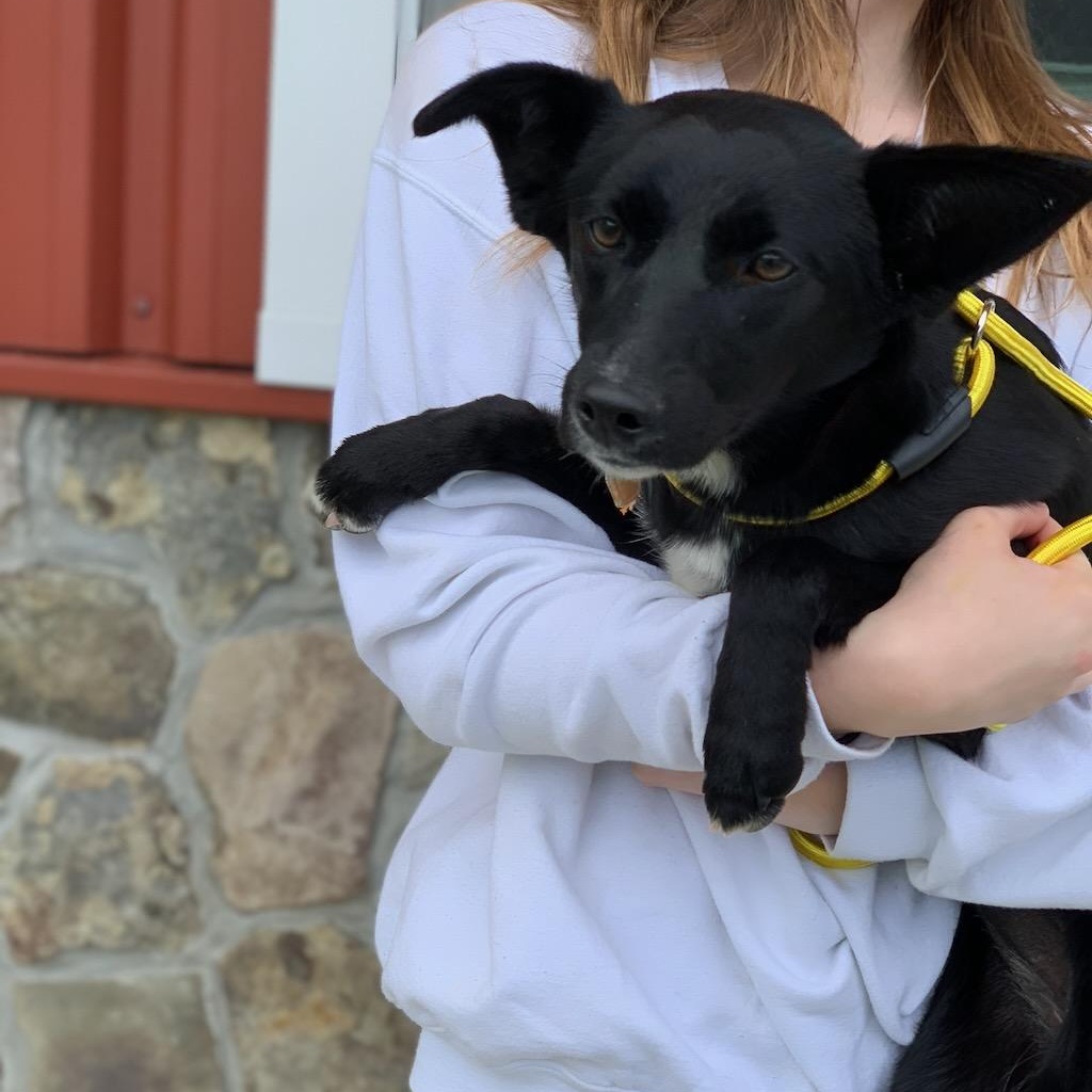 Enlarge Miley, a ADOPTABLE mixed breed in Sparta, NJ image 5/6