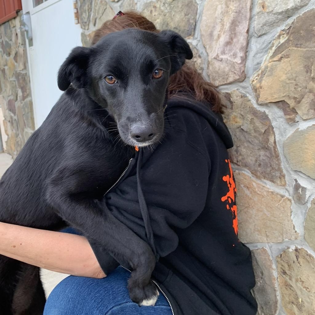 Enlarge Miley, a ADOPTABLE mixed breed in Sparta, NJ image 2/6