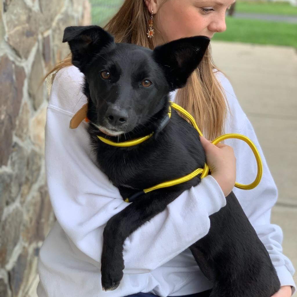 Enlarge Miley, a ADOPTABLE mixed breed in Sparta, NJ image 1/6