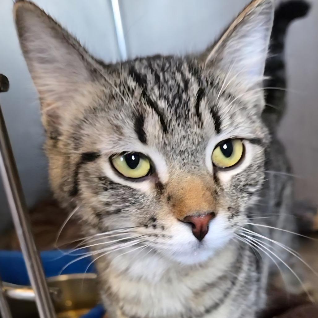 Enlarge Blitzen, a Adoptable Domestic Short Hair in Park Falls, WI image 1/1
