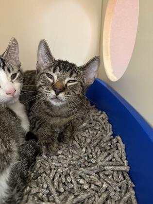 Paul, Adoptable, Kitten Male Domestic Short Hair & Domestic Short Hair.