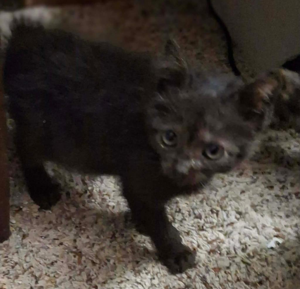 Alis Chalmers, Adoptable, Kitten Female Domestic Short Hair.