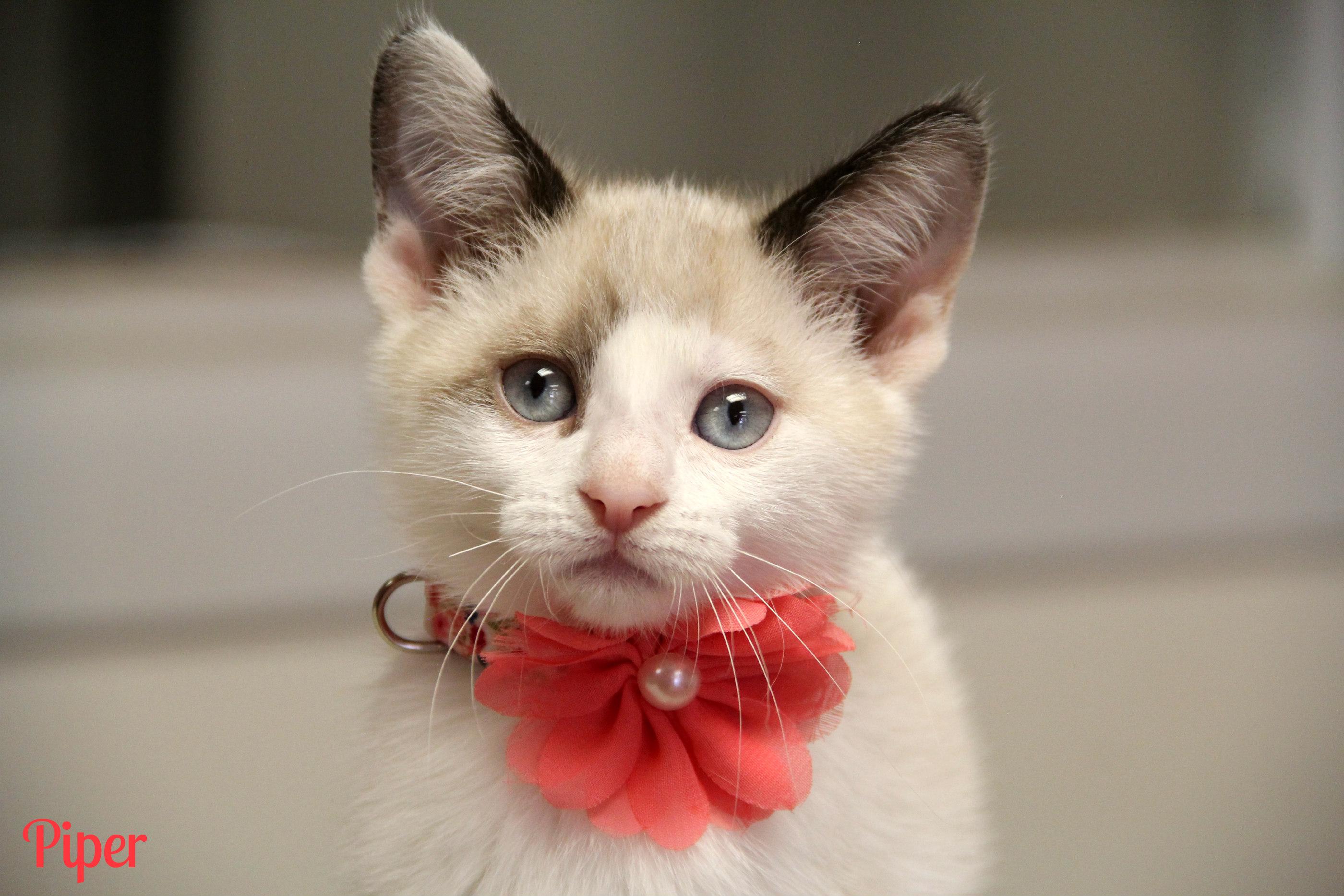 Enlarge Piper, a ADOPTABLE mixed breed in Vinton, IA image 1/1