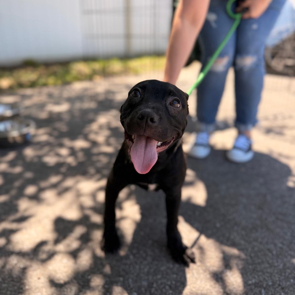 Nova (smaller), a Adoptable mixed breed in Pasadena , MD image 1/6