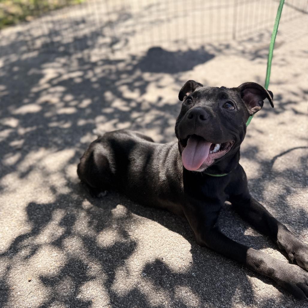 Nova (smaller), a Adoptable mixed breed in Pasadena , MD image 2/6