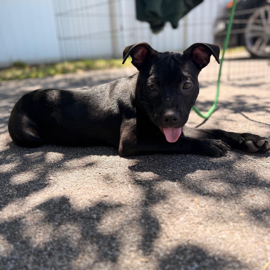 Nova (smaller), a Adoptable mixed breed in Pasadena , MD image 3/6
