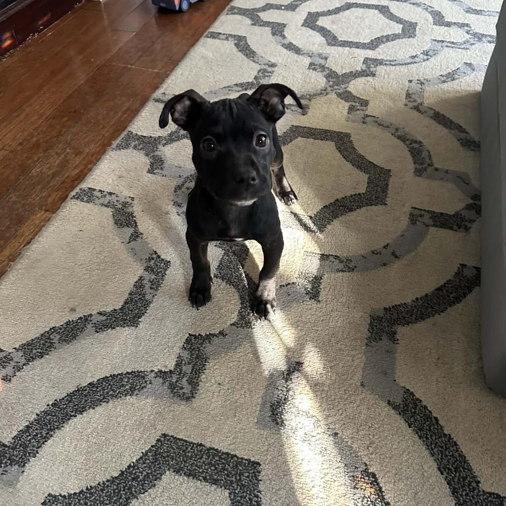 Nova (smaller), a Adoptable mixed breed in Pasadena , MD image 4/6