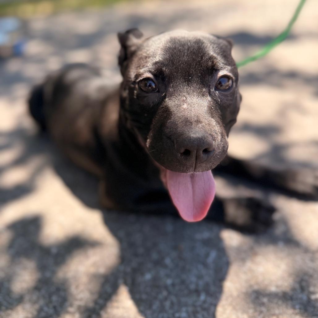 Nova (smaller), a Adoptable mixed breed in Pasadena , MD image 5/6