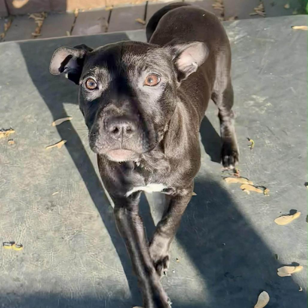 Nova (smaller), a Adoptable mixed breed in Pasadena , MD image 6/6