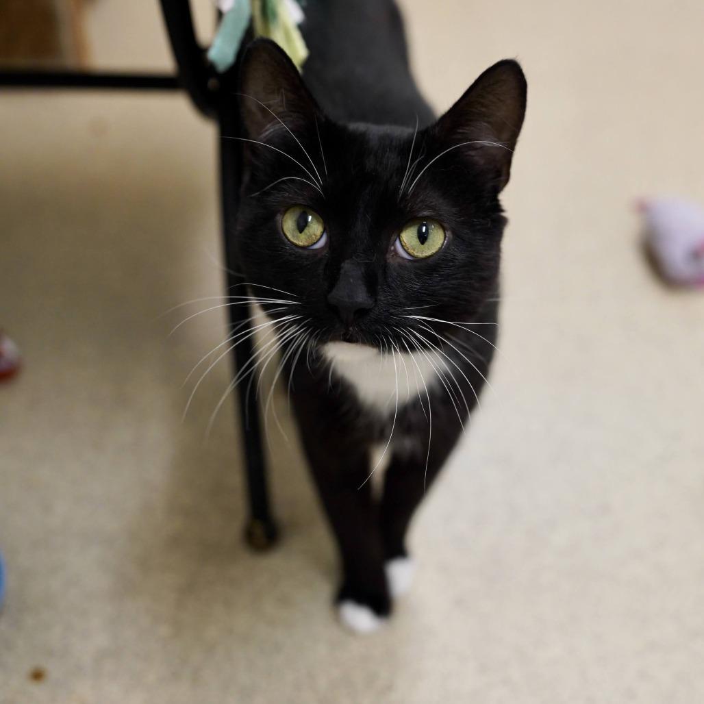 Darby, Adoptable, Young Male Domestic Short Hair.