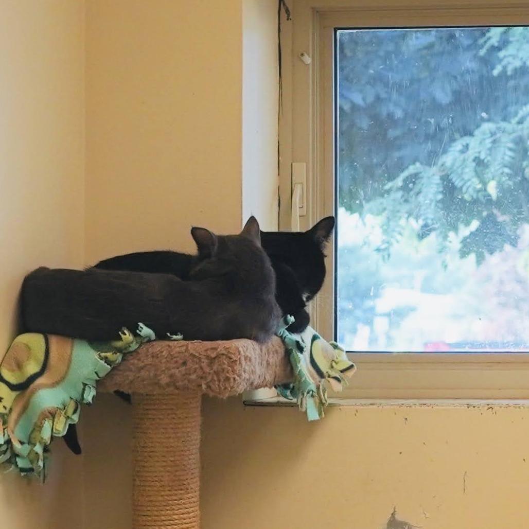 Enlarge Darby, a Adoptable Domestic Short Hair in Naperville, IL image 2/6