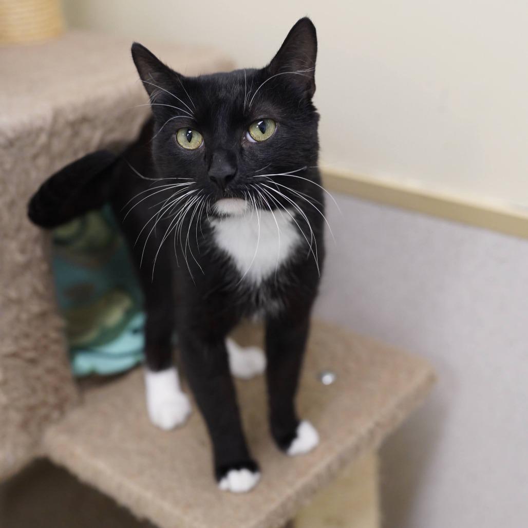 Enlarge Darby, a Adoptable Domestic Short Hair in Naperville, IL image 2/4