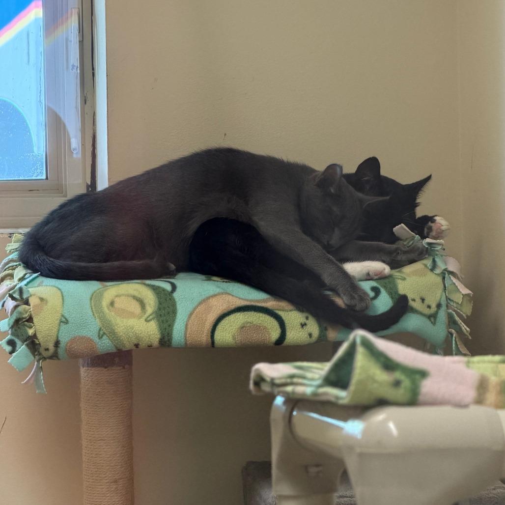 Enlarge Darby, a Adoptable Domestic Short Hair in Naperville, IL image 4/6