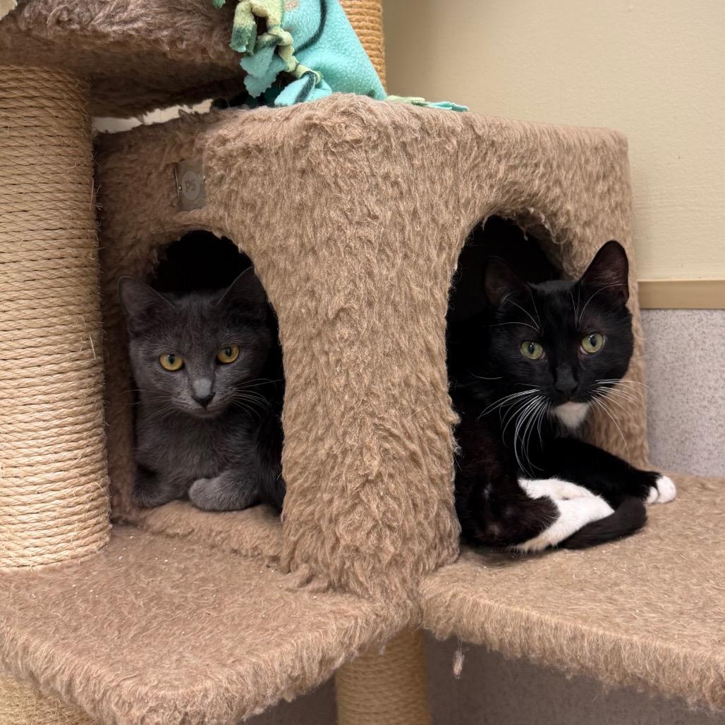 Enlarge Darby, a Adoptable Domestic Short Hair in Naperville, IL image 3/4