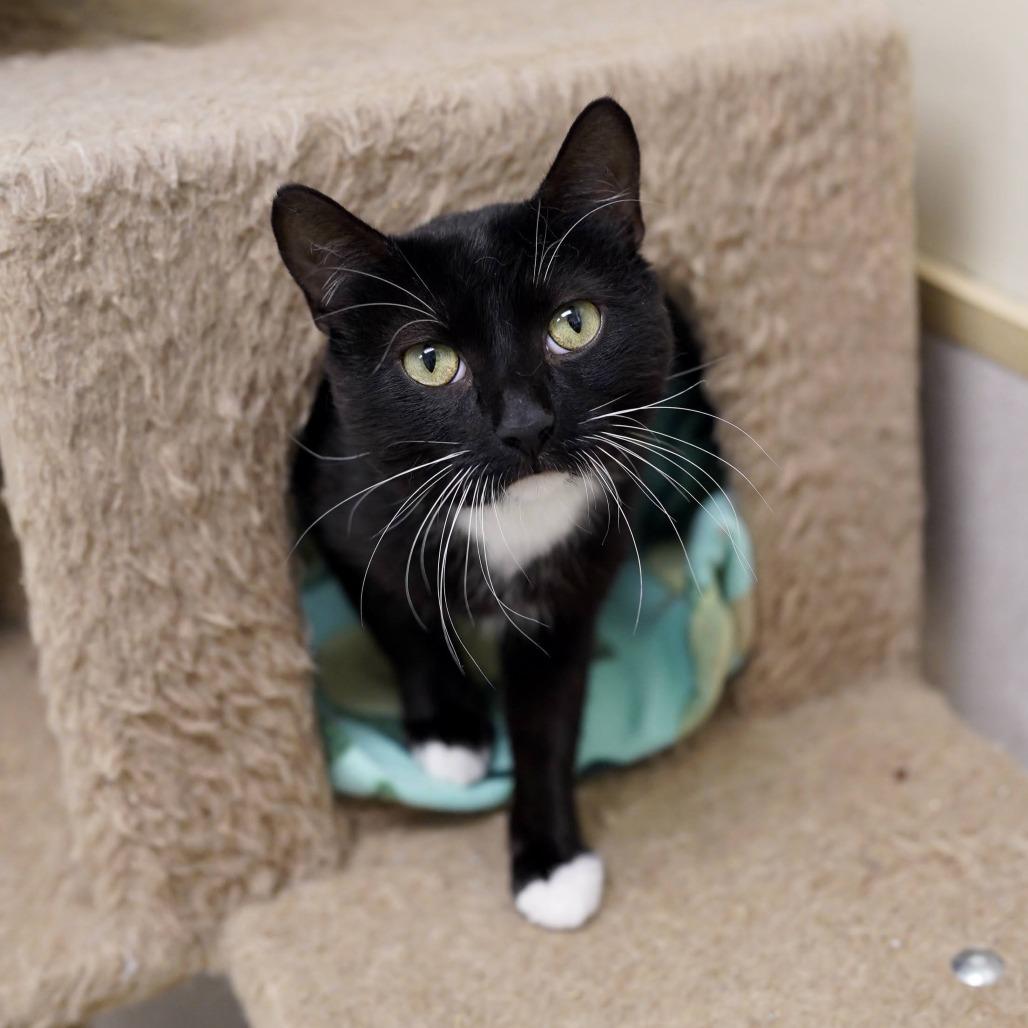 Enlarge Darby, a Adoptable Domestic Short Hair in Naperville, IL image 4/4
