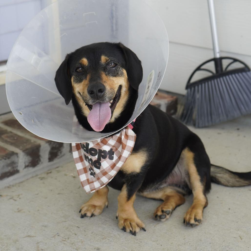 Polly Wolly, Adoptable, Young Female Dachshund & Terrier.