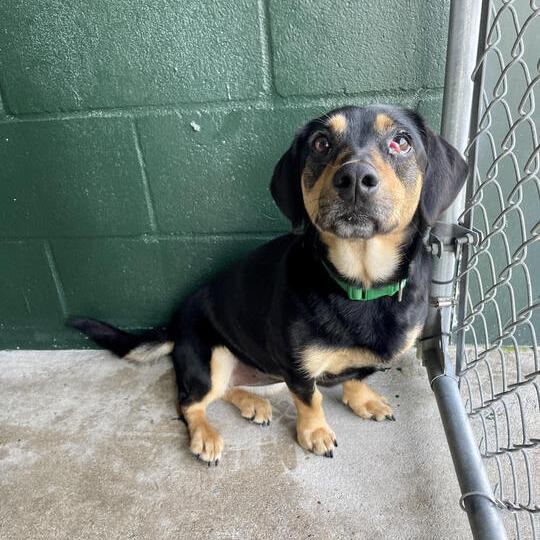 Polly Wolly, Adoptable, Young Female Dachshund & Terrier.