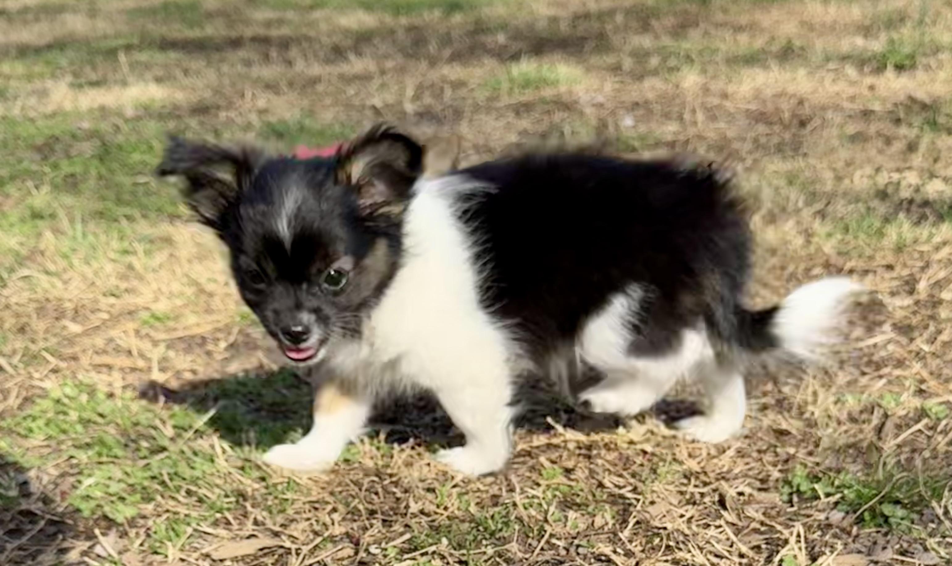 Enlarge Dancer, a Adoptable mixed breed in Monroe, NC image 2/2