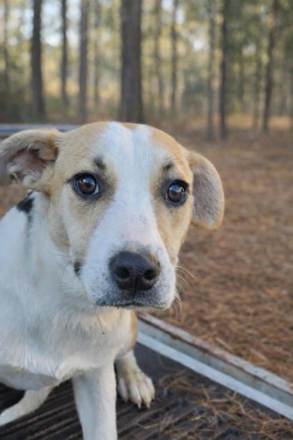 Enlarge Pipper, a Adoptable mixed breed in Guntersville, AL image 1/1