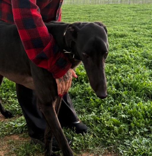 Enlarge Run Loki (Loki), a Adoptable Greyhound in Tarpon Springs, FL image 1/3