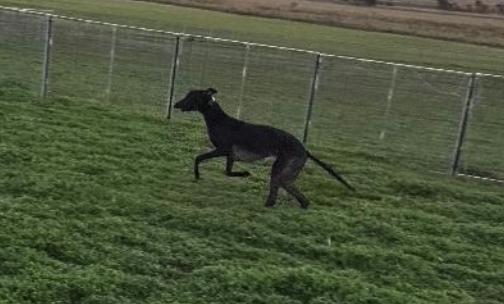 Enlarge Run Loki (Loki), a Adoptable Greyhound in Tarpon Springs, FL image 2/3