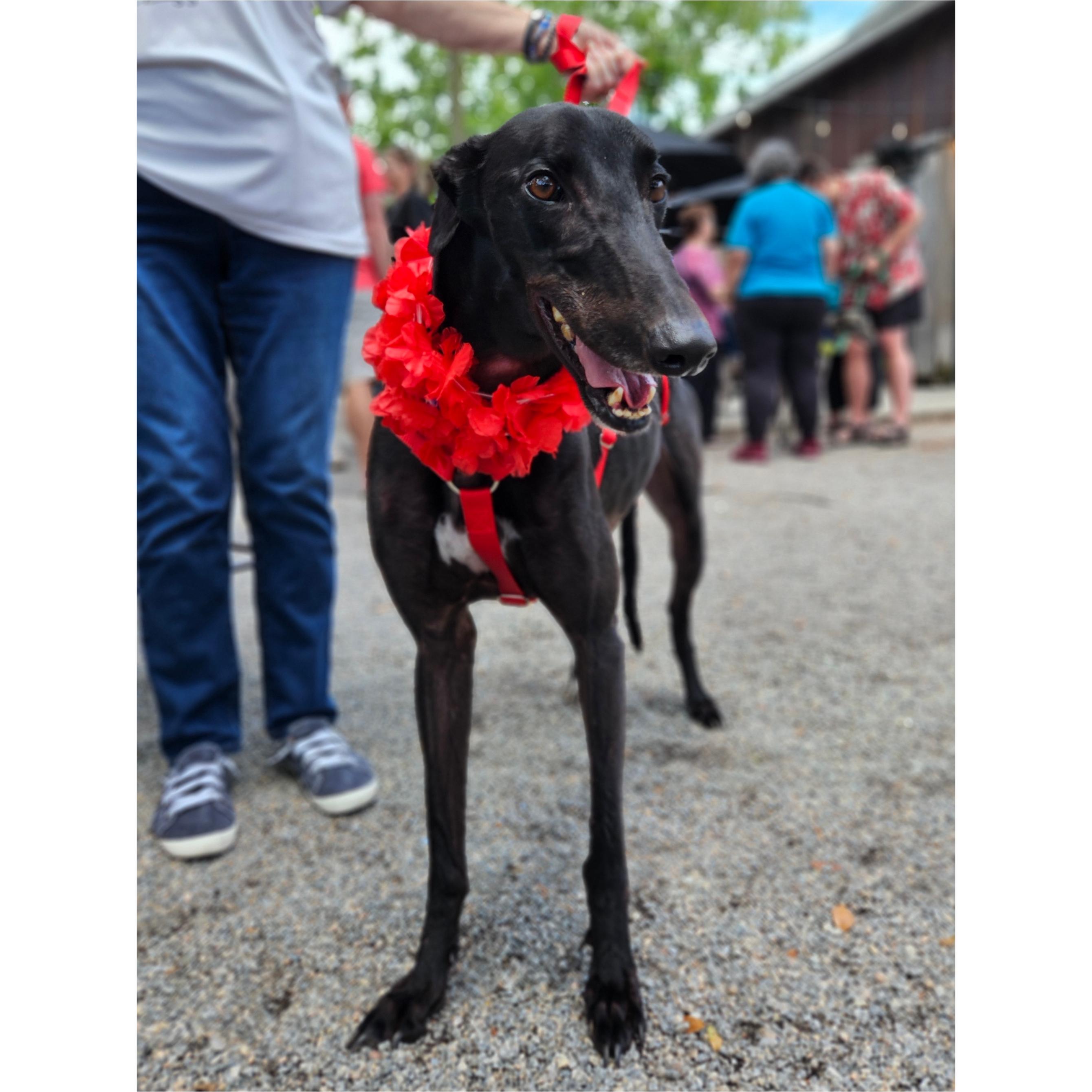 Enlarge Run Loki (Loki), a Adopted Greyhound in Tarpon Springs, FL image 3/5