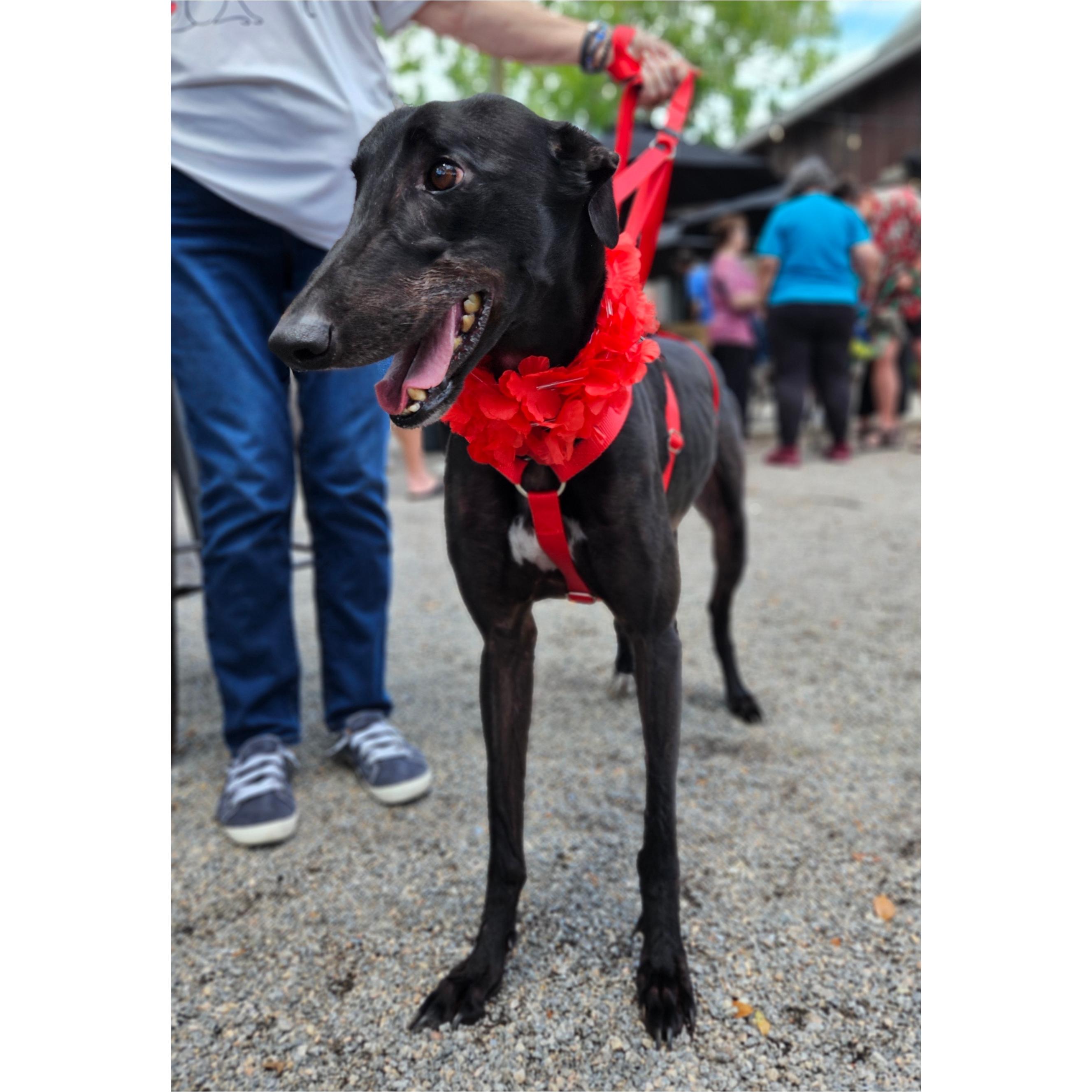 Enlarge Run Loki (Loki), a Adopted Greyhound in Tarpon Springs, FL image 4/5