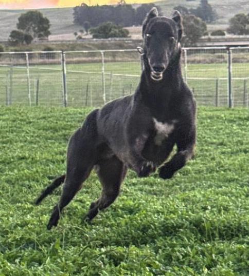 Enlarge Run Loki (Loki), a Adoptable Greyhound in Tarpon Springs, FL image 3/3