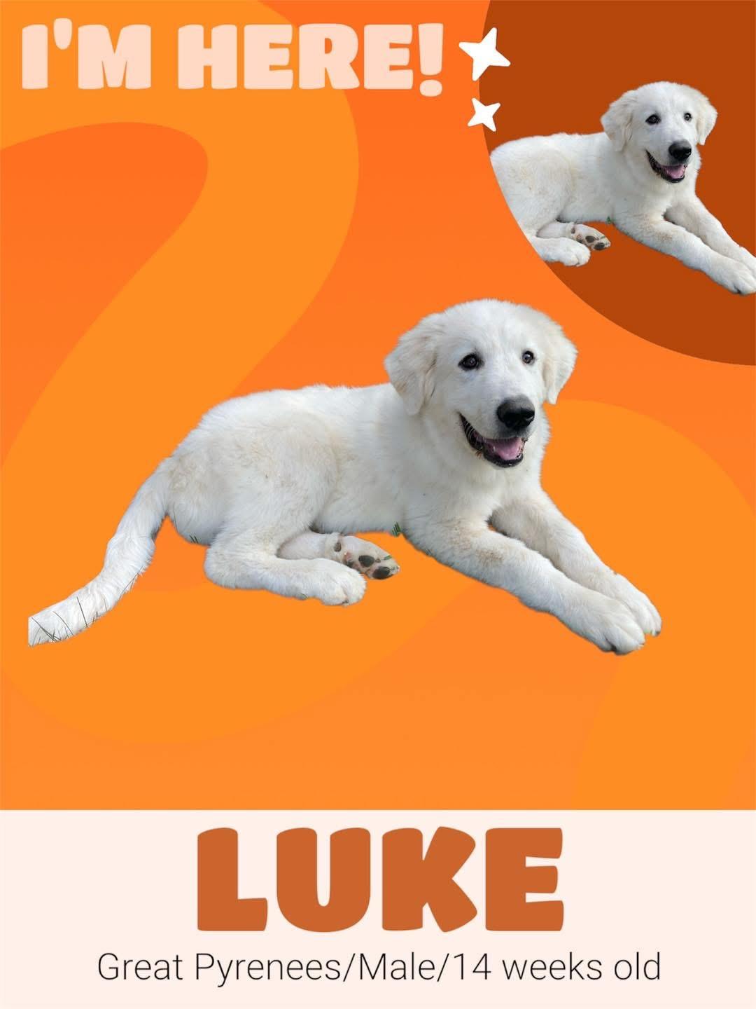 Luke