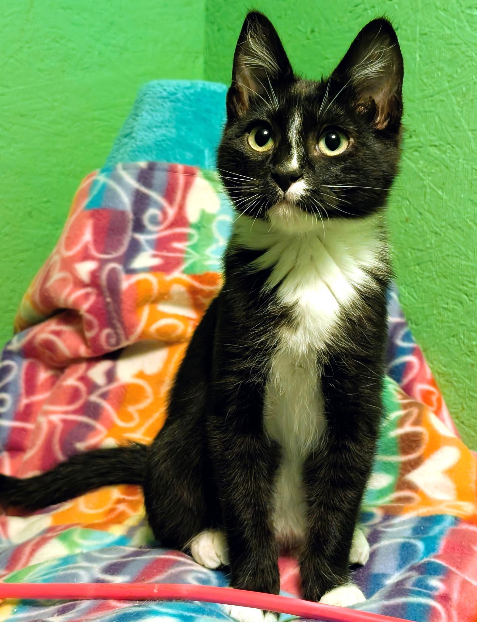 Enlarge Shiloh: Sweetie Pie!, a ADOPTABLE Tuxedo in Newport, WA image 1/6