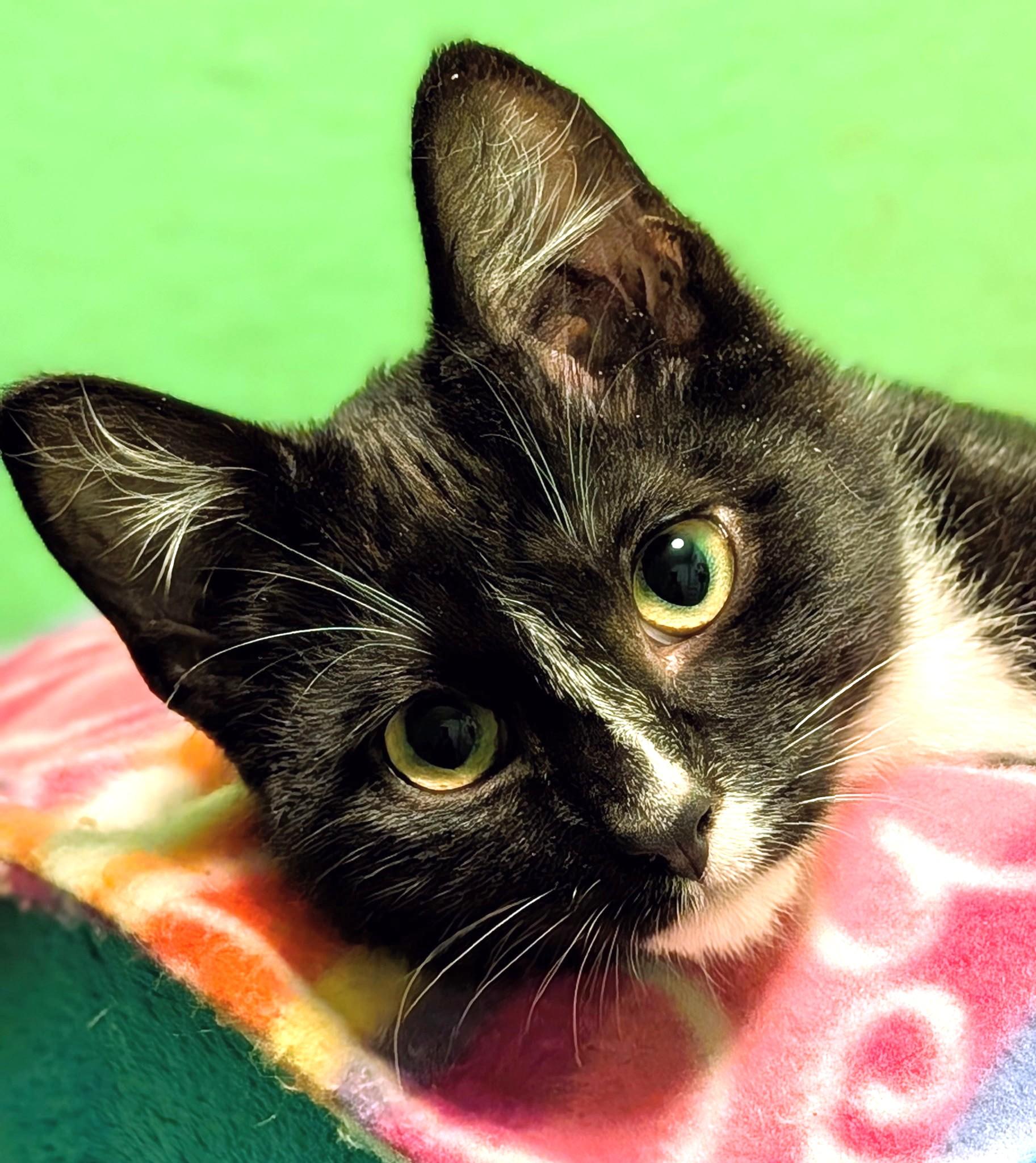 Enlarge Shiloh: Sweetie Pie!, a ADOPTABLE Tuxedo in Newport, WA image 2/6