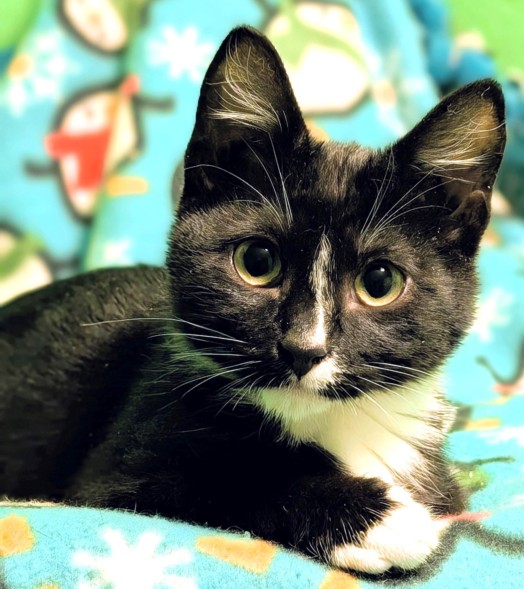 Enlarge Shiloh: Sweetie Pie!, a ADOPTABLE Tuxedo in Newport, WA image 3/6