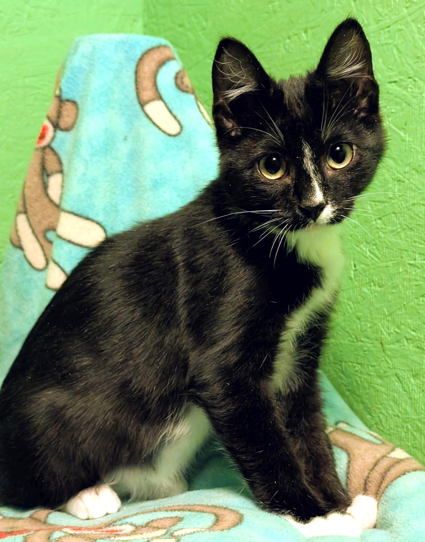 Enlarge Shiloh: Sweetie Pie!, a ADOPTABLE Tuxedo in Newport, WA image 4/6
