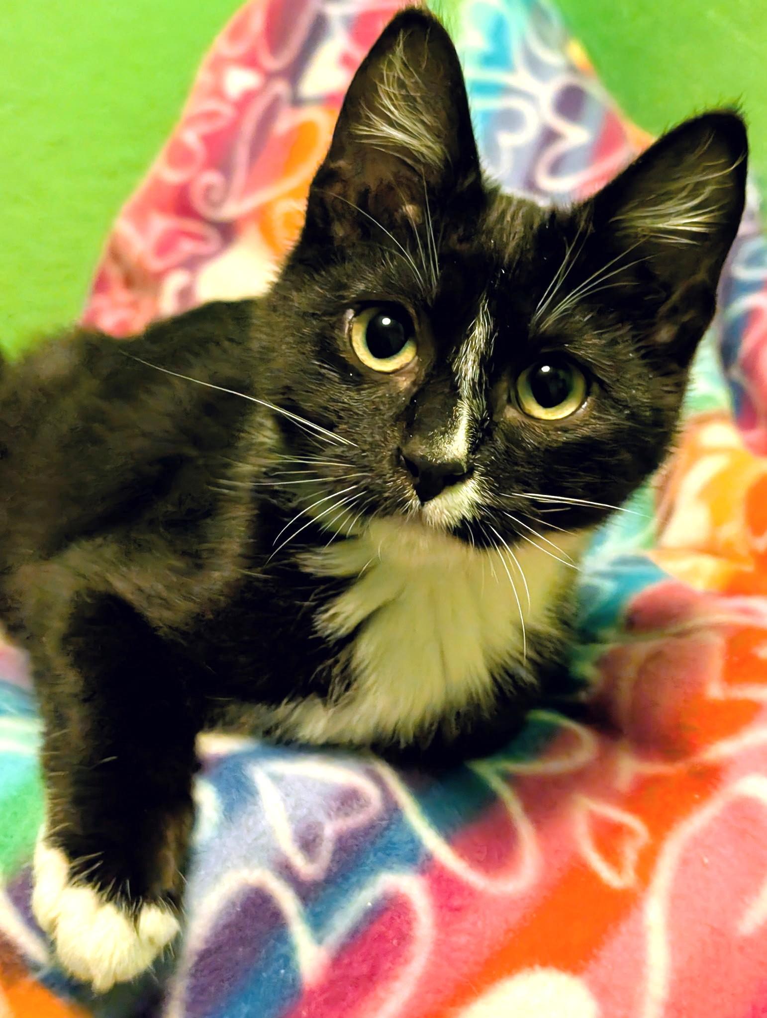 Enlarge Shiloh: Sweetie Pie!, a ADOPTABLE Tuxedo in Newport, WA image 5/6