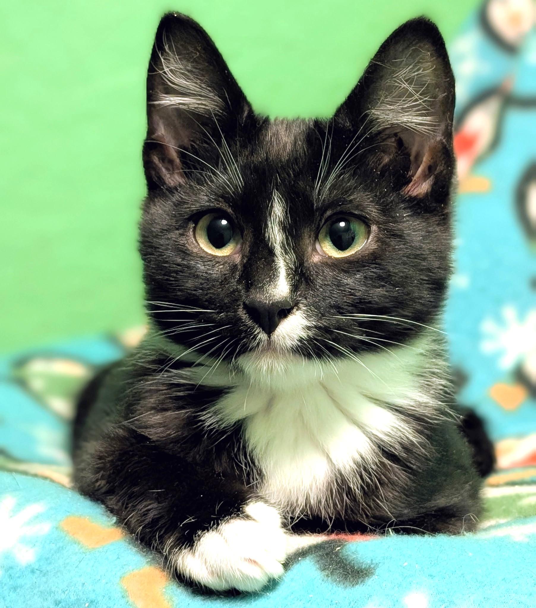 Enlarge Shiloh: Sweetie Pie!, a ADOPTABLE Tuxedo in Newport, WA image 6/6