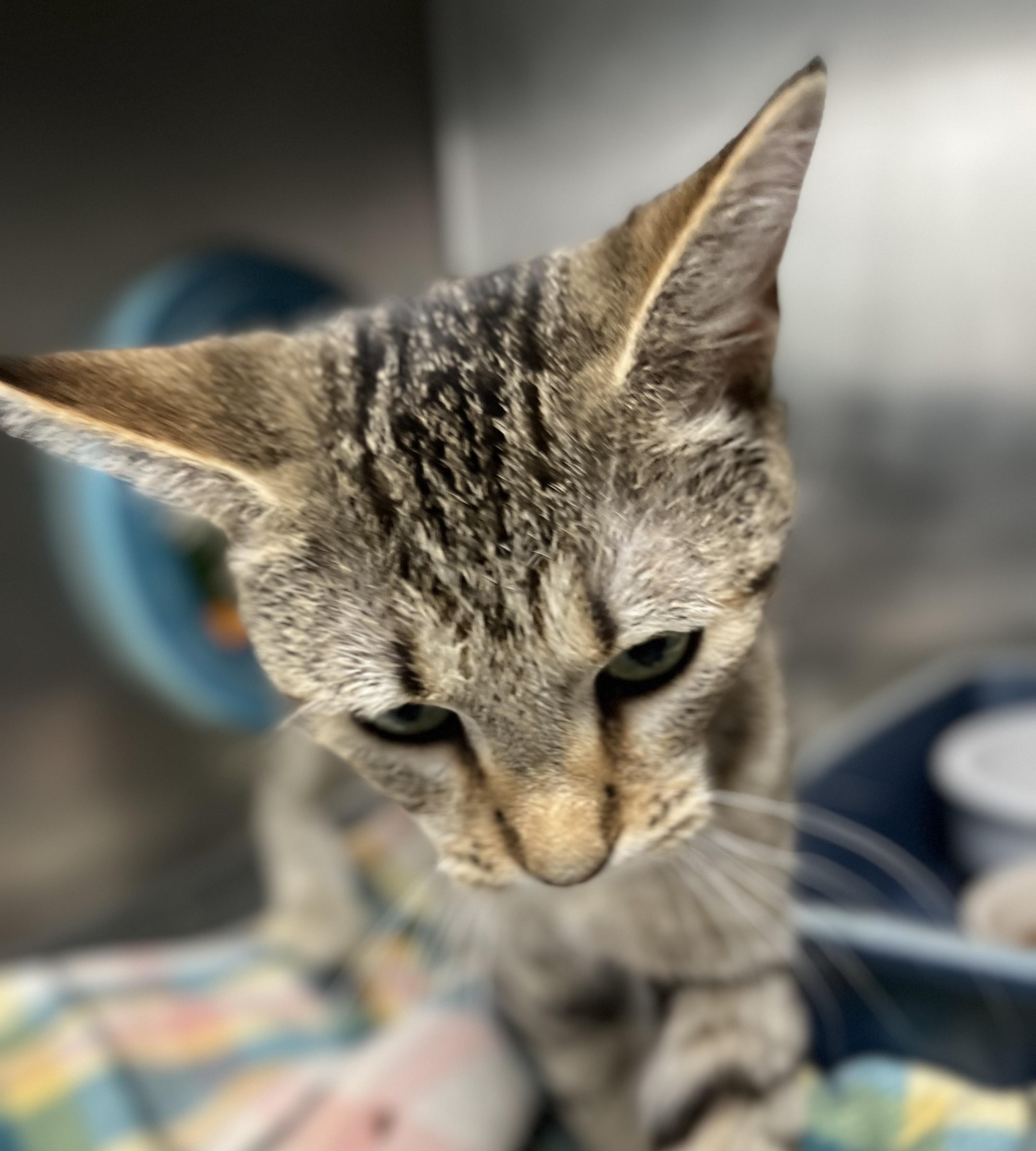 Enlarge Rose, a ADOPTABLE Domestic Short Hair in Clyde, MI image 1/1