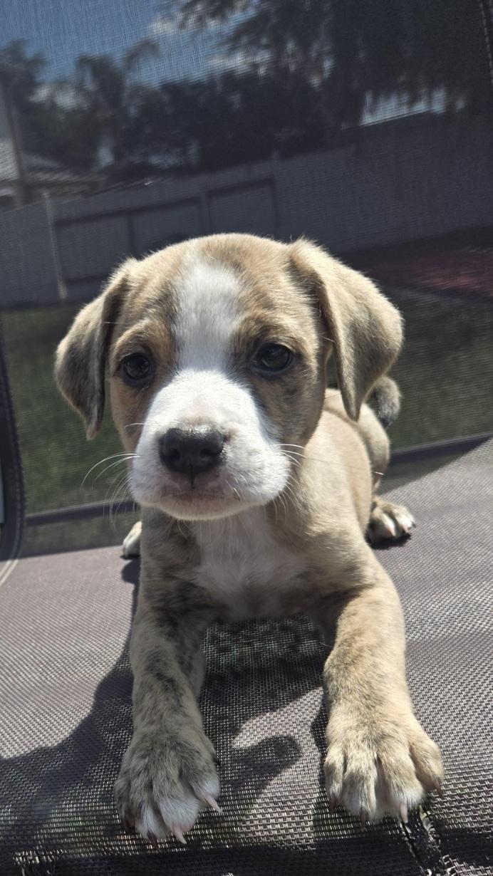 Enlarge Donut, an adoptable mixed breed in Orlando, FL image 5/6