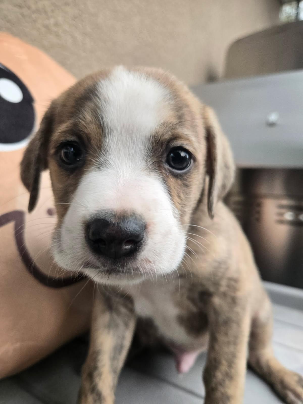 Enlarge Donut, an adoptable mixed breed in Orlando, FL image 6/6