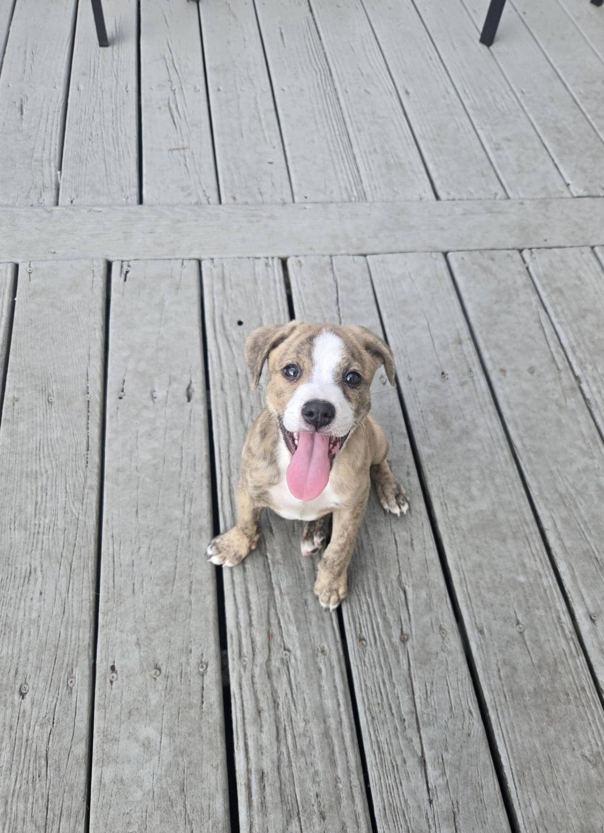 Enlarge Donut, an adoptable mixed breed in Orlando, FL image 1/6