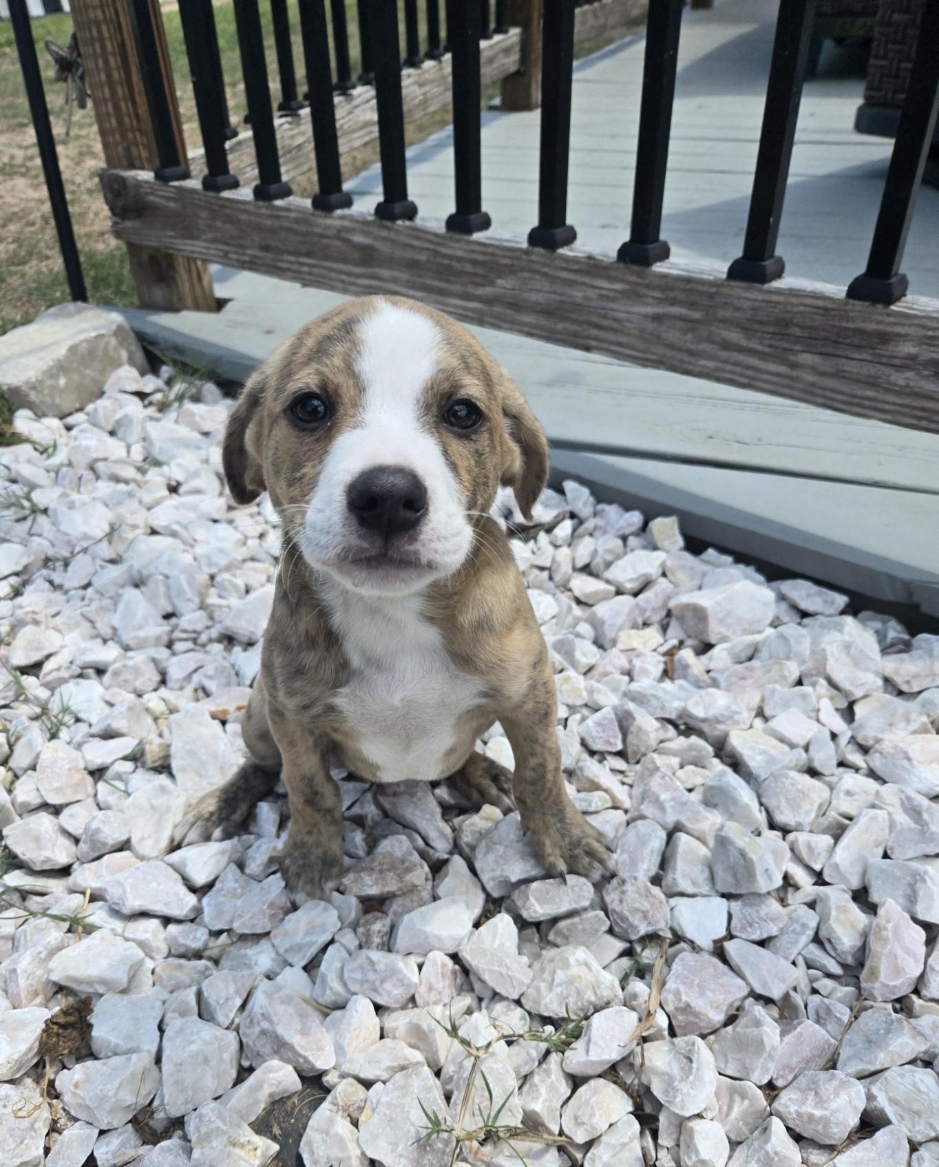 Enlarge Donut, an adoptable mixed breed in Orlando, FL image 4/6