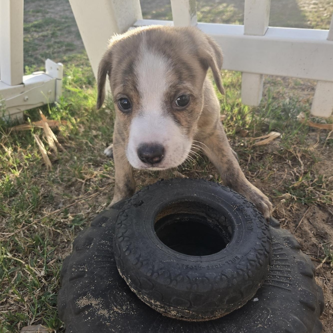 Donut, adoptable, Puppy Male Hound.