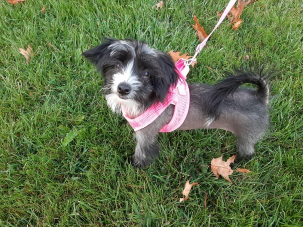 Enlarge Violet (New England), a Adopted Chinese Crested Dog in Gilford, NH image 1/6