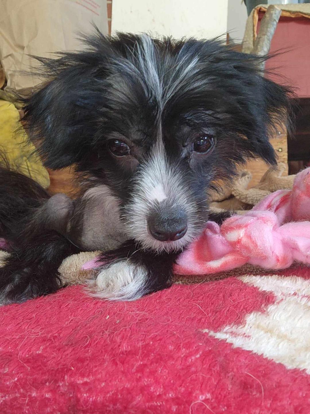 Enlarge Violet (New England), a Adopted Chinese Crested Dog in Gilford, NH image 2/6