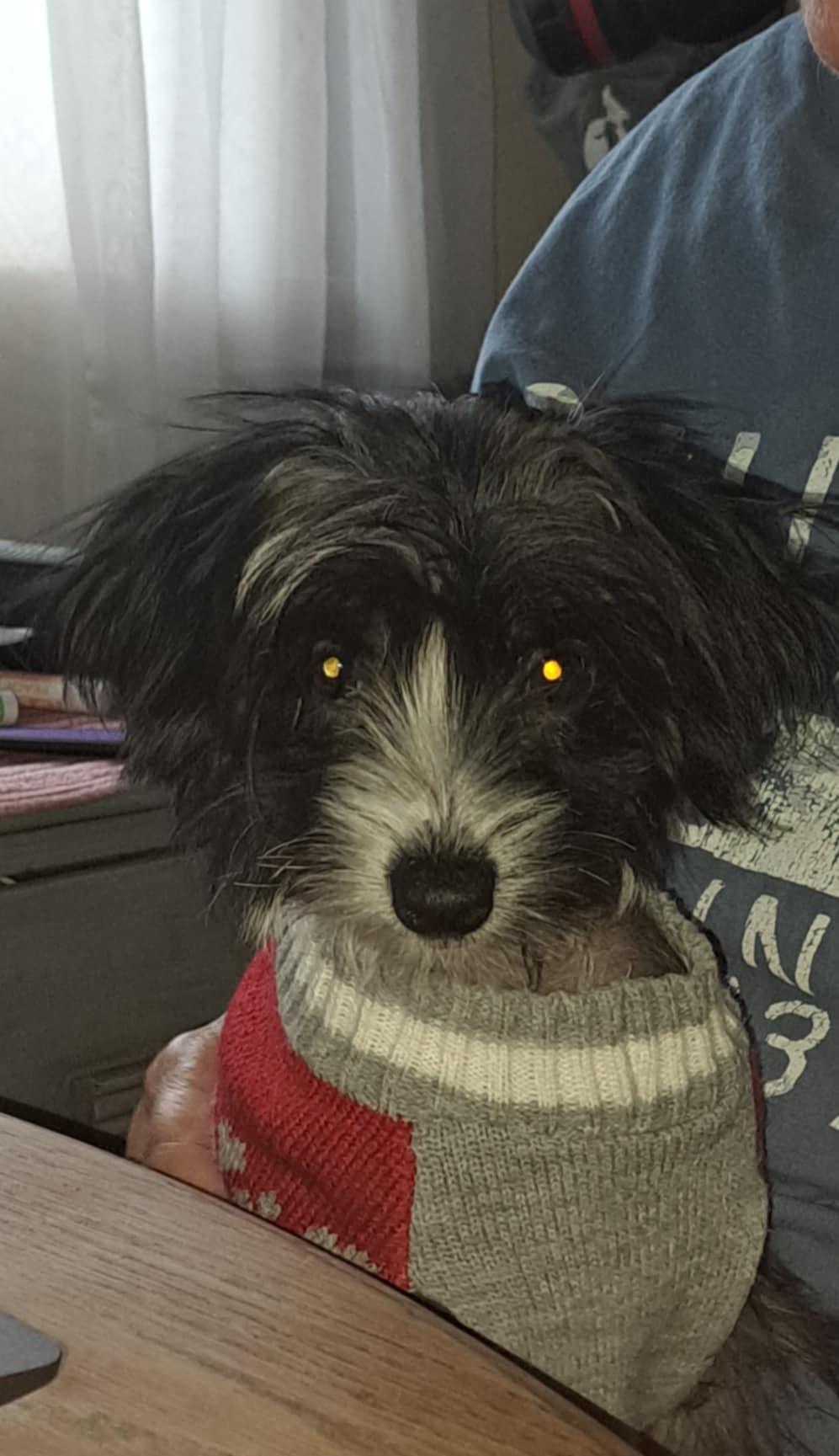 Enlarge Violet (New England), a Adopted Chinese Crested Dog in Gilford, NH image 3/6