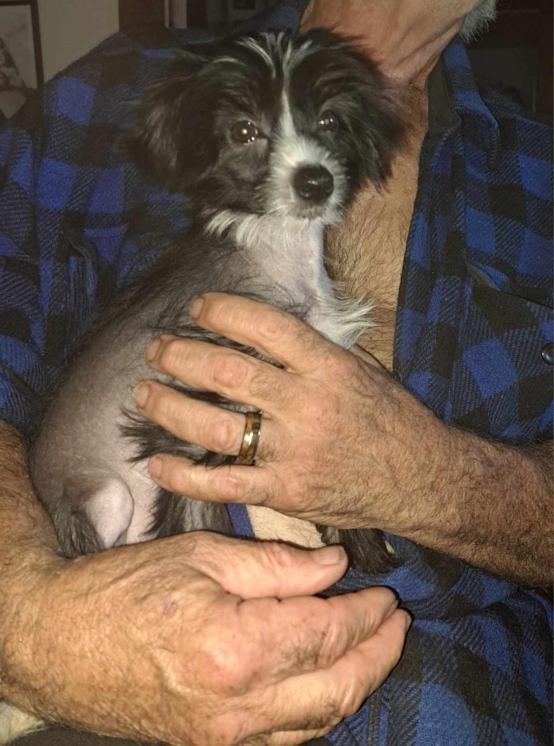 Enlarge Violet (New England), a Adopted Chinese Crested Dog in Gilford, NH image 4/6