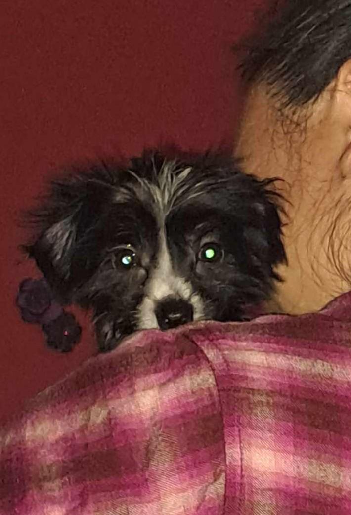 Enlarge Violet (New England), a Adopted Chinese Crested Dog in Gilford, NH image 5/6