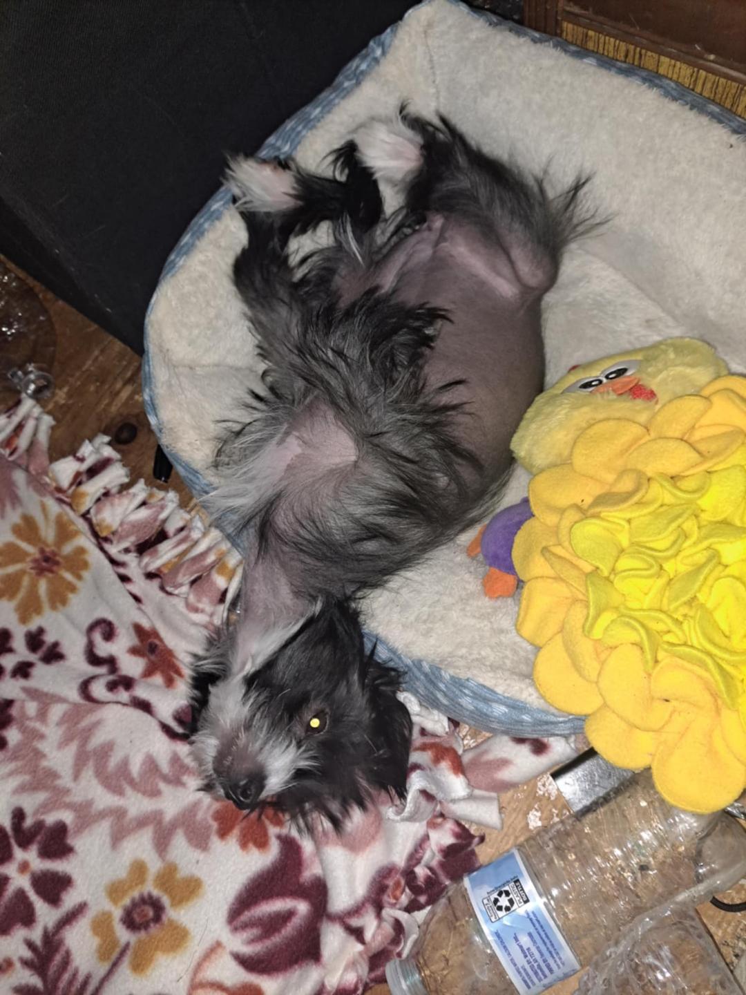 Enlarge Violet (New England), a Adopted Chinese Crested Dog in Gilford, NH image 6/6