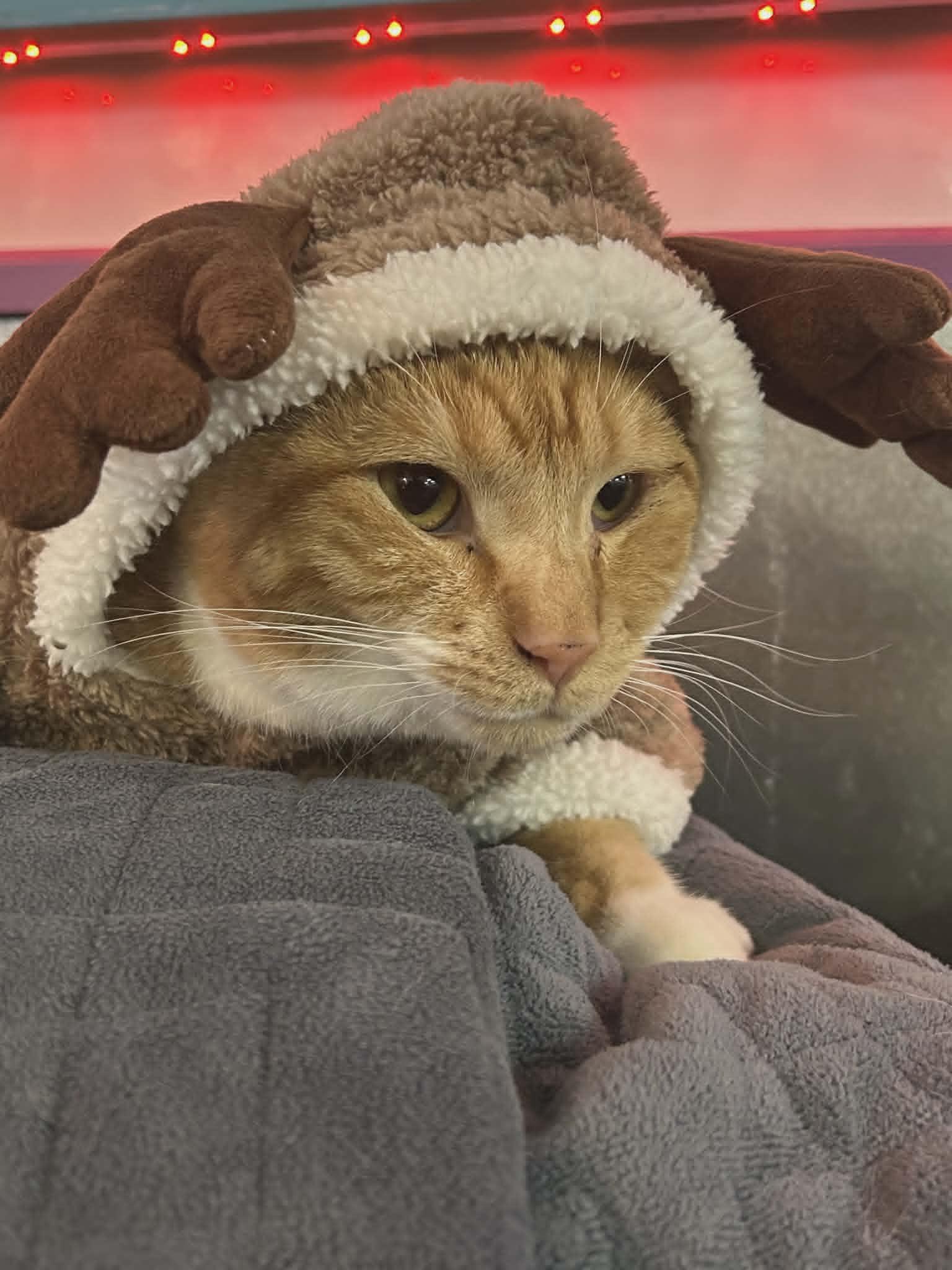 Enlarge Chapel, an adopted Domestic Short Hair in Tama, IA image 1/1